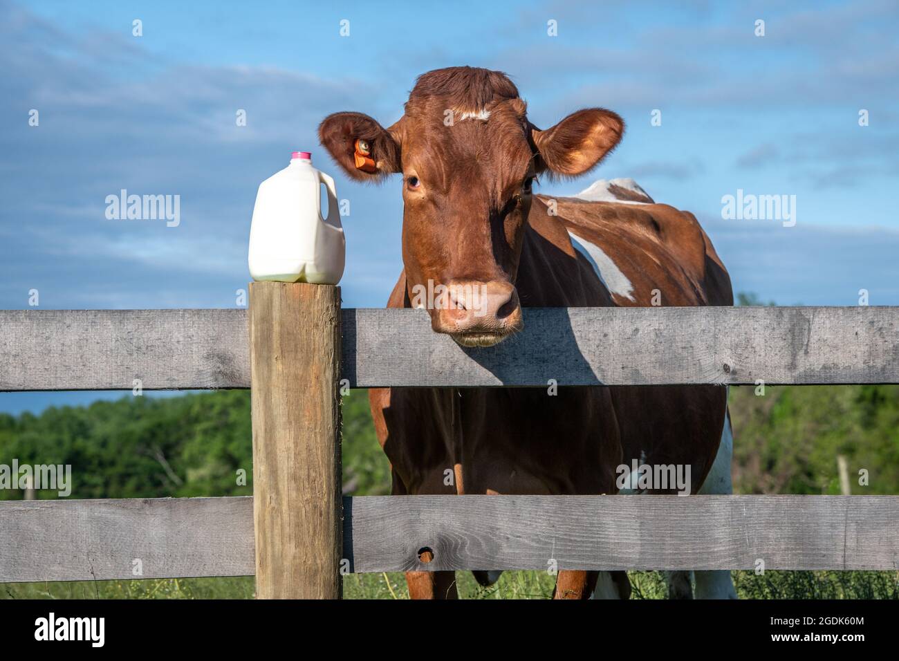 Gallon milk hi-res stock photography and images - Alamy