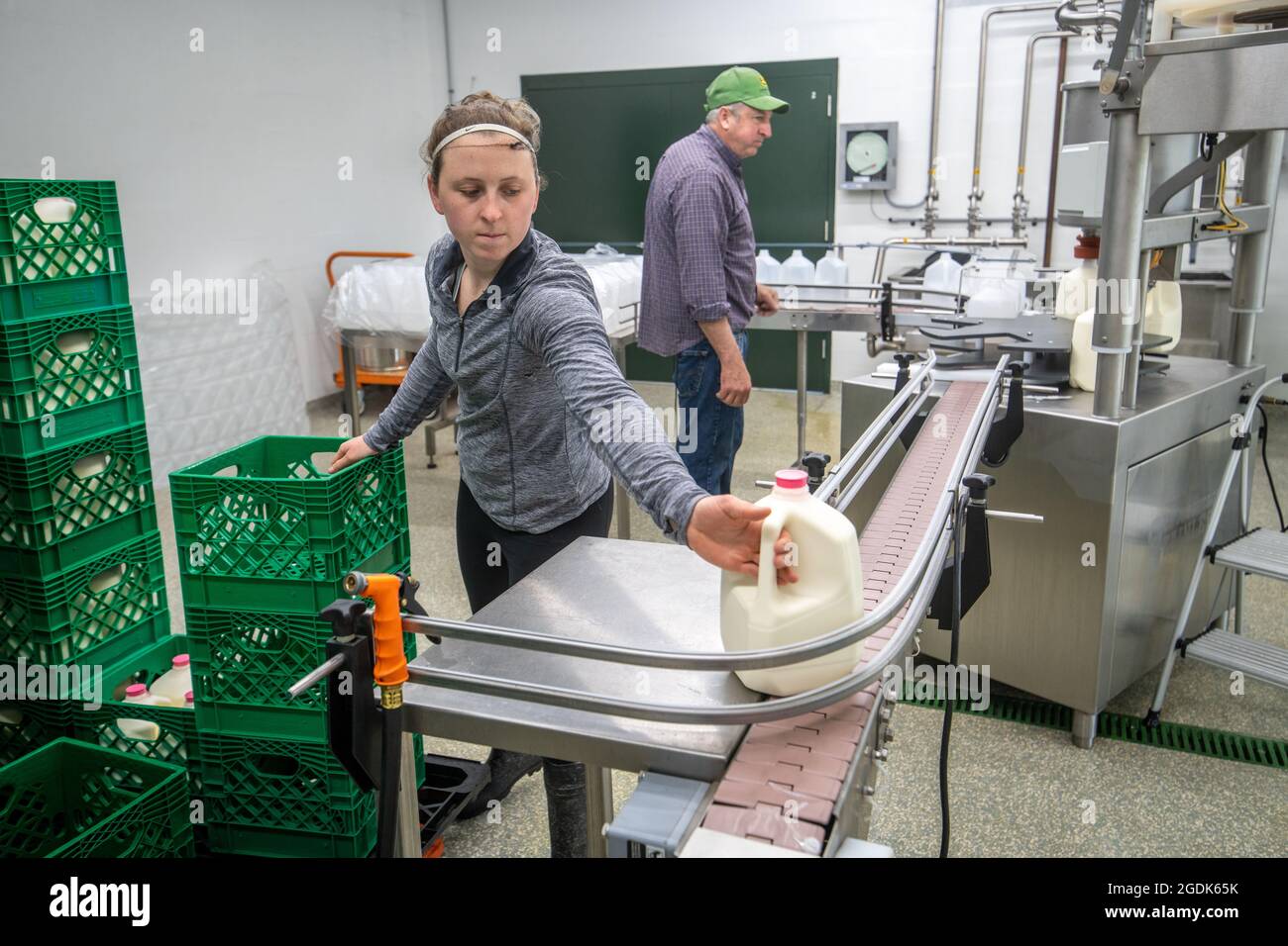 Milk jugs getting placed in crates from the assembly line. Stock Photo