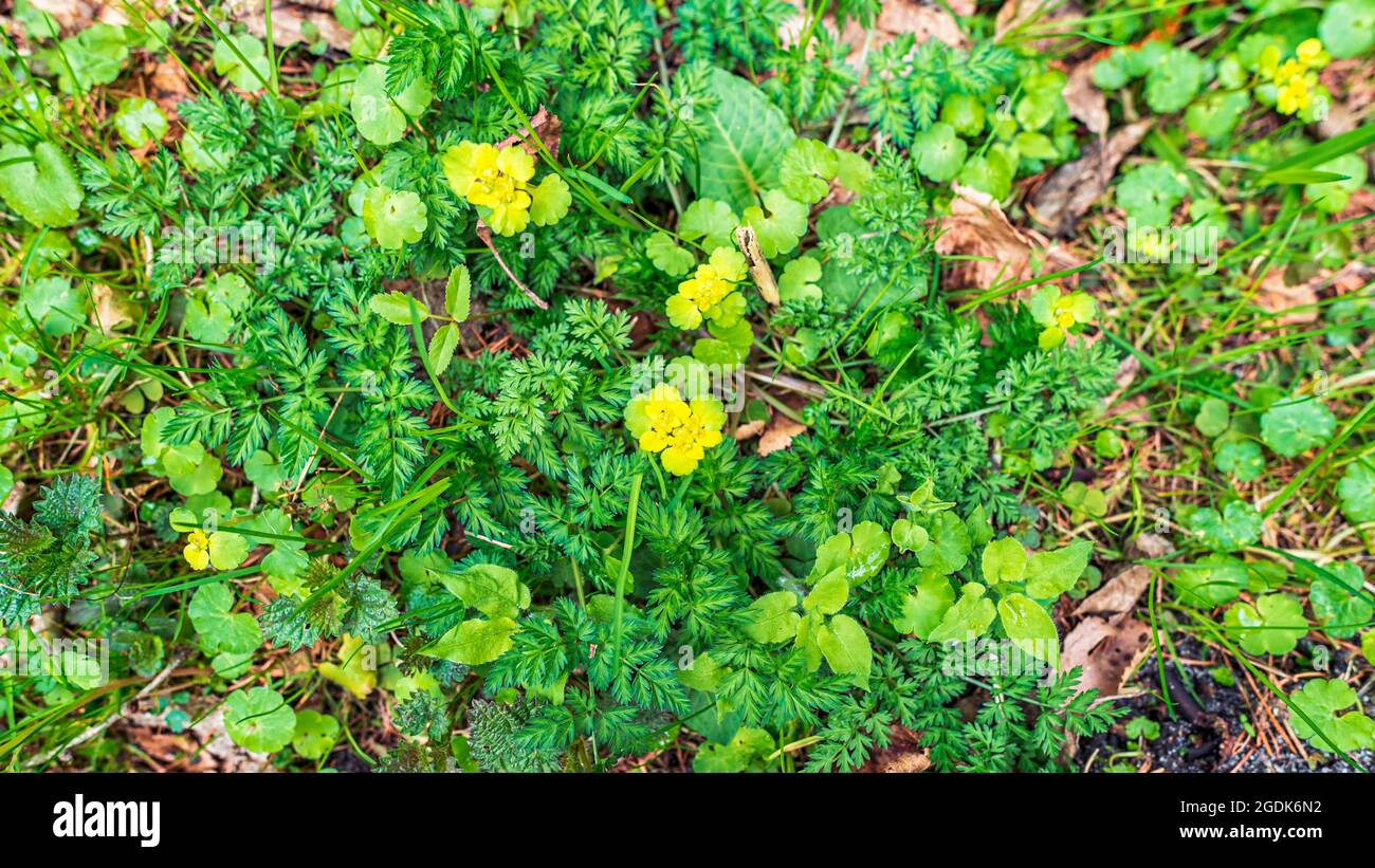 Sprouts of various green grasses and yellow flowers of Chrisosplenium alternifolium in a spring forest Stock Photo