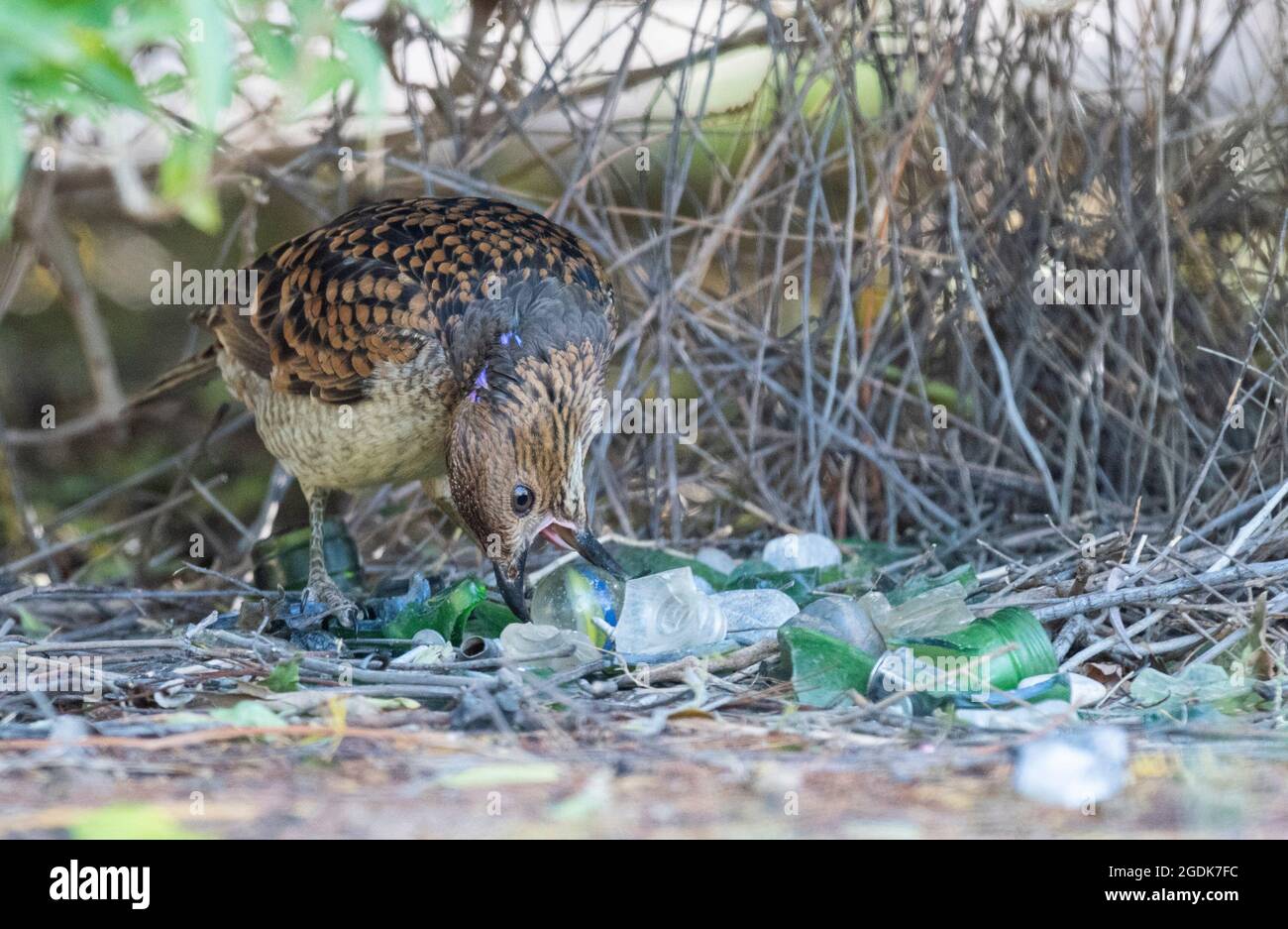 Spotted bowerbird gathering green glass objects for his bower. Stock Photo