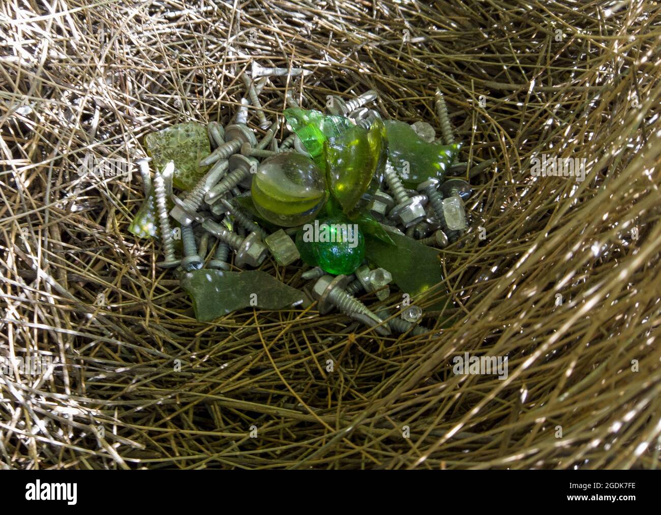 Spotted bowerbird collection of glass and nuts and bolts for the bower. Stock Photo