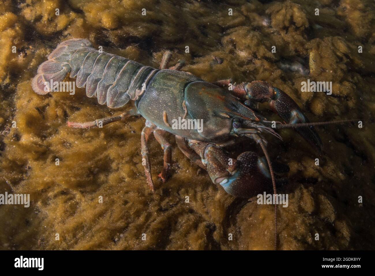 A signal crayfish (Pacifastacus leniusculus ) with parasitic branchiobdellids also known as crayfish worms stuck to its exoskeleton. Stock Photo