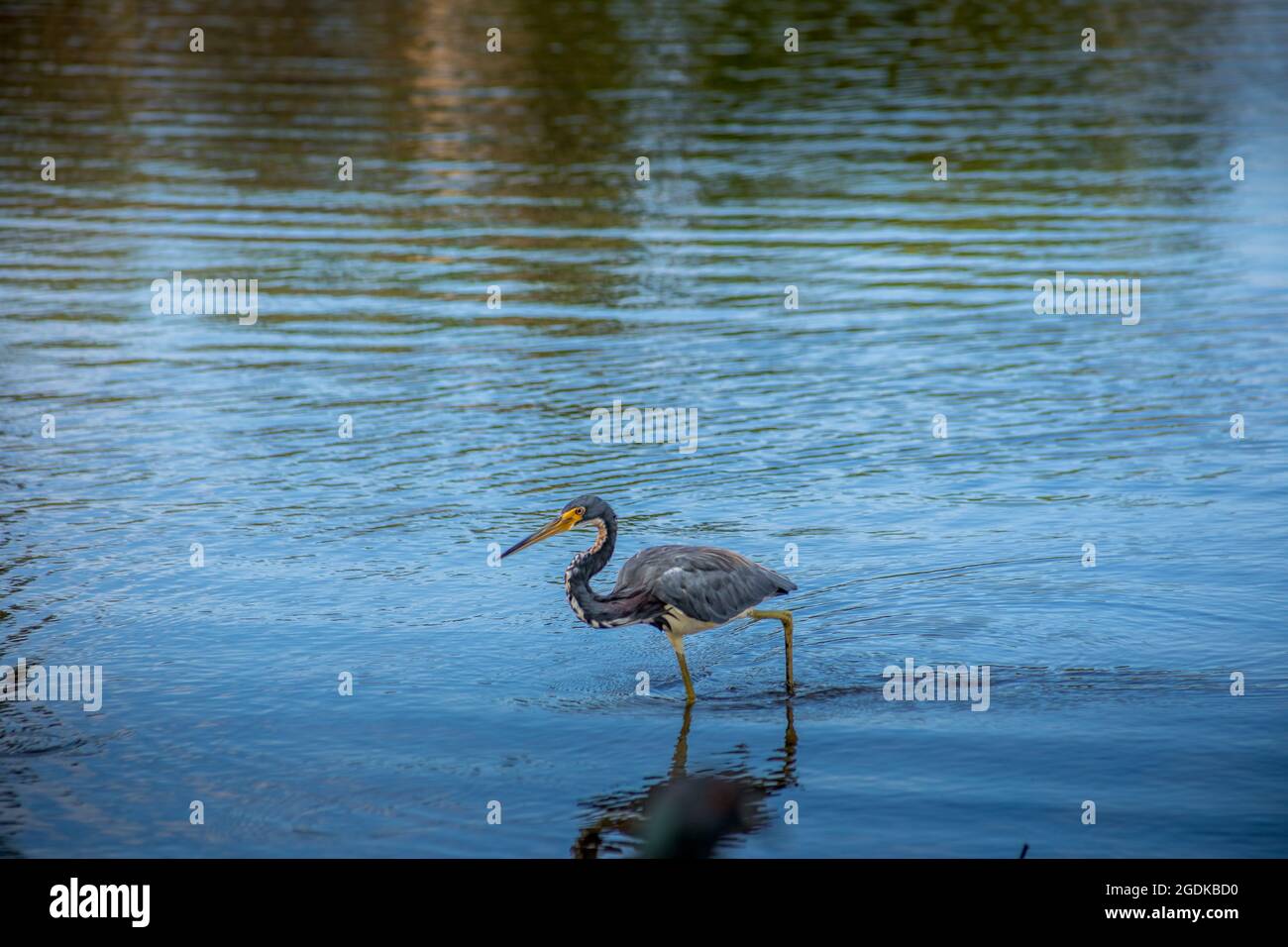 Tricolored Heron Hunting for Food - Florida Wildlife At Its Best Stock Photo