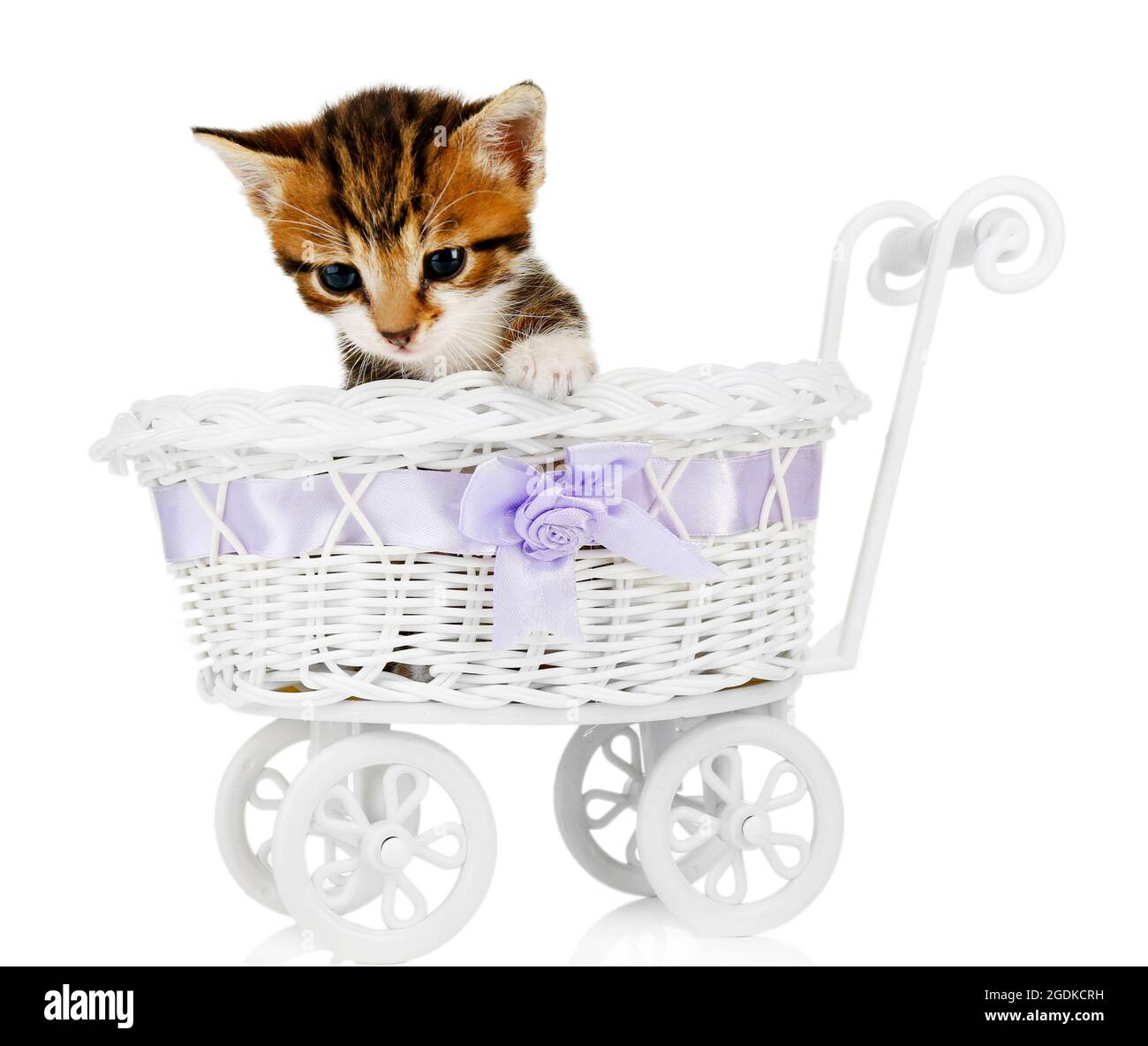 kitten stroller