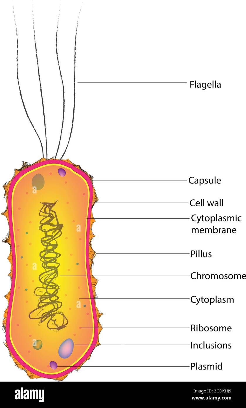 lophotrichous bacteria, multiple flagella located at the same spot on the bacteria's surfaces which act in concert to drive the bacteria in a single Stock Vector