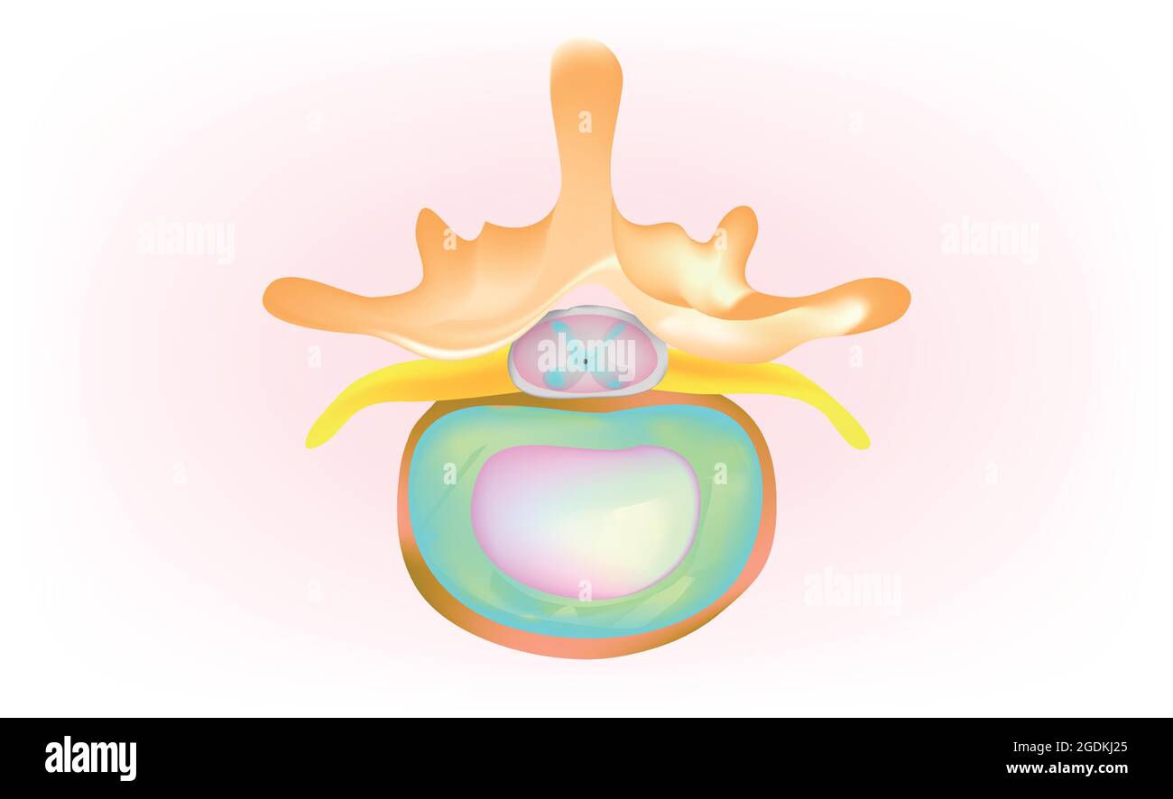 Spinal shock absorbers Stock Vector Images Alamy