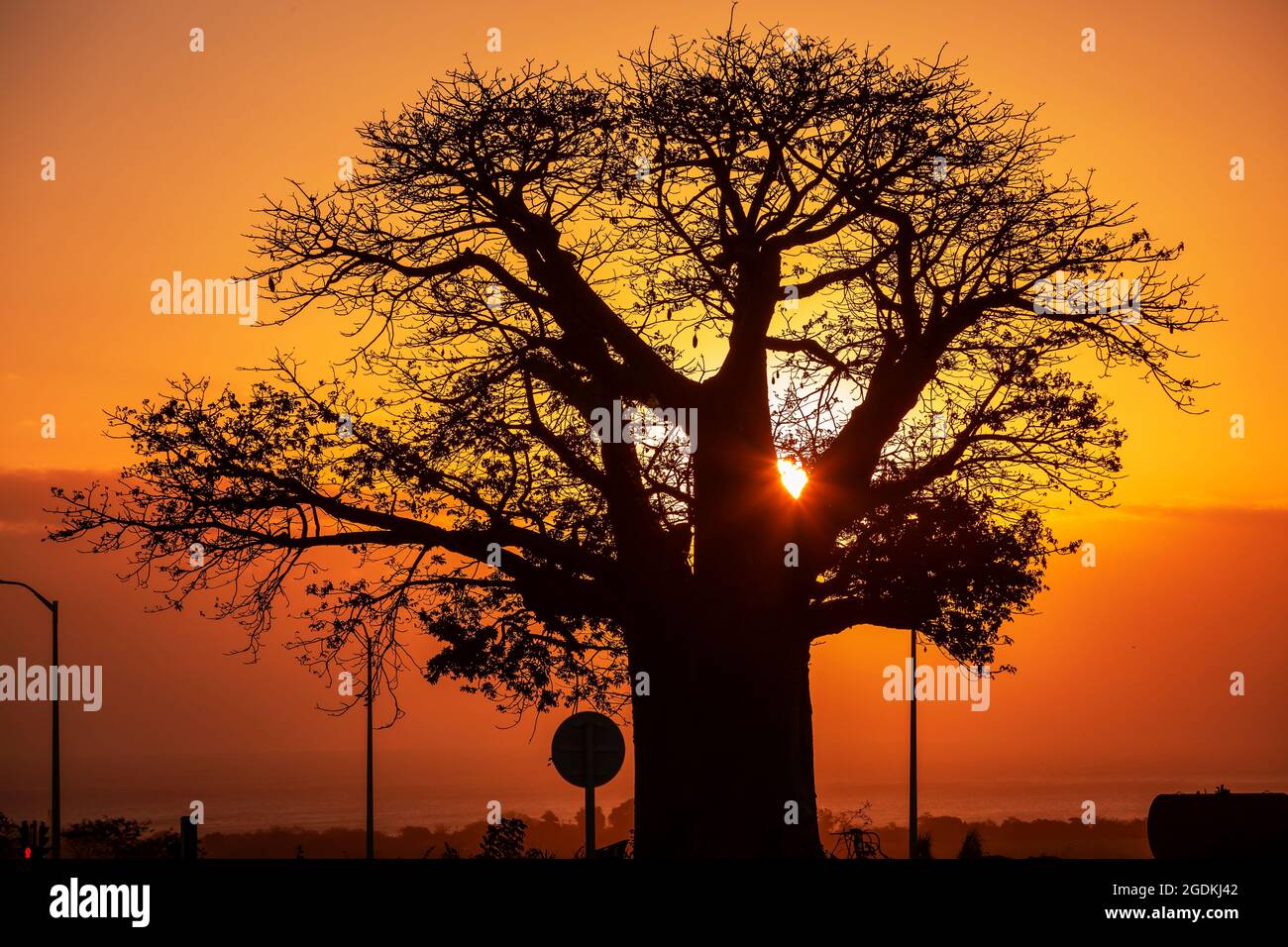 Sun setting over the ocean behind baobab tree. Stock Photo