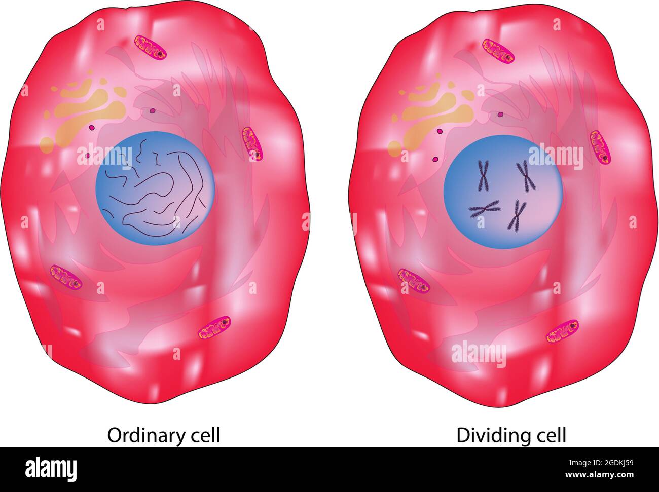 Animal cell, typical of the eukaryotic cell, enclosed by a plasma membrane and containing a membrane-bound nucleus and organelles, typical animal cell Stock Vector