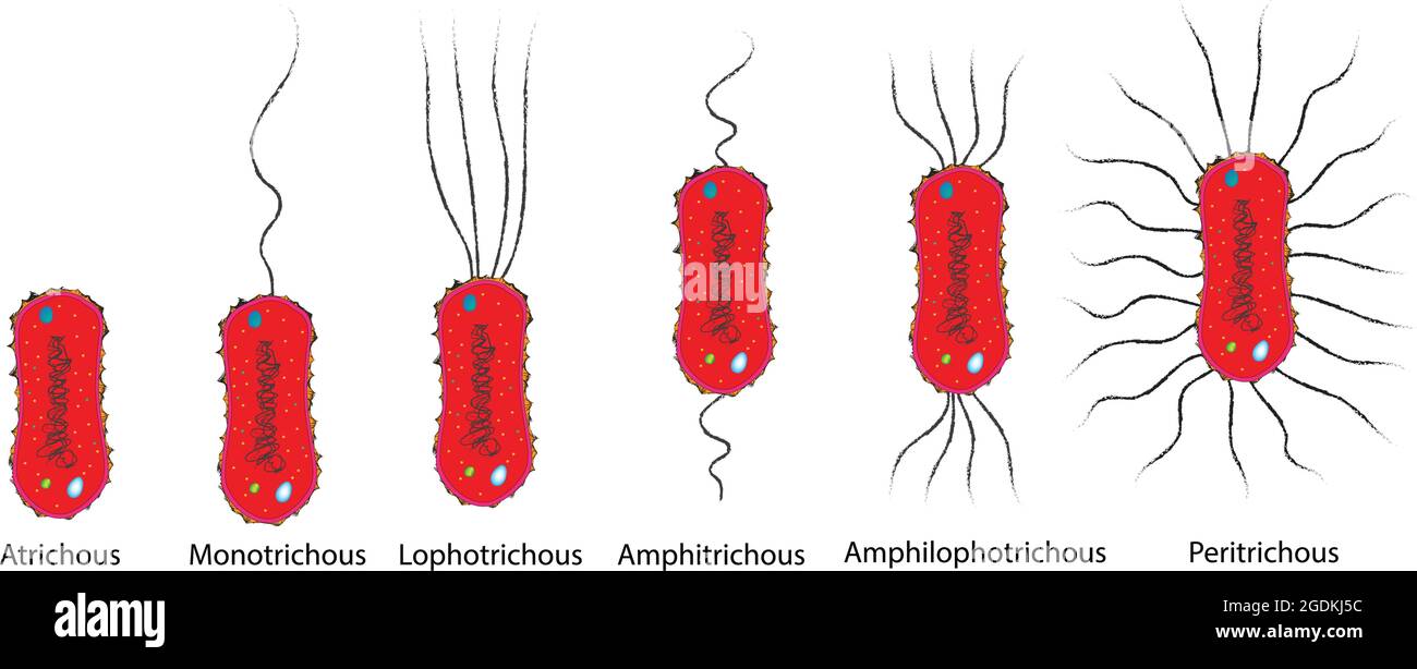 types of flagella arrangement, flagellar arrangement, flagella types, flagella classification, Monotrichous, Amphitrichous, Lophotrichous, Peritrichou Stock Vector