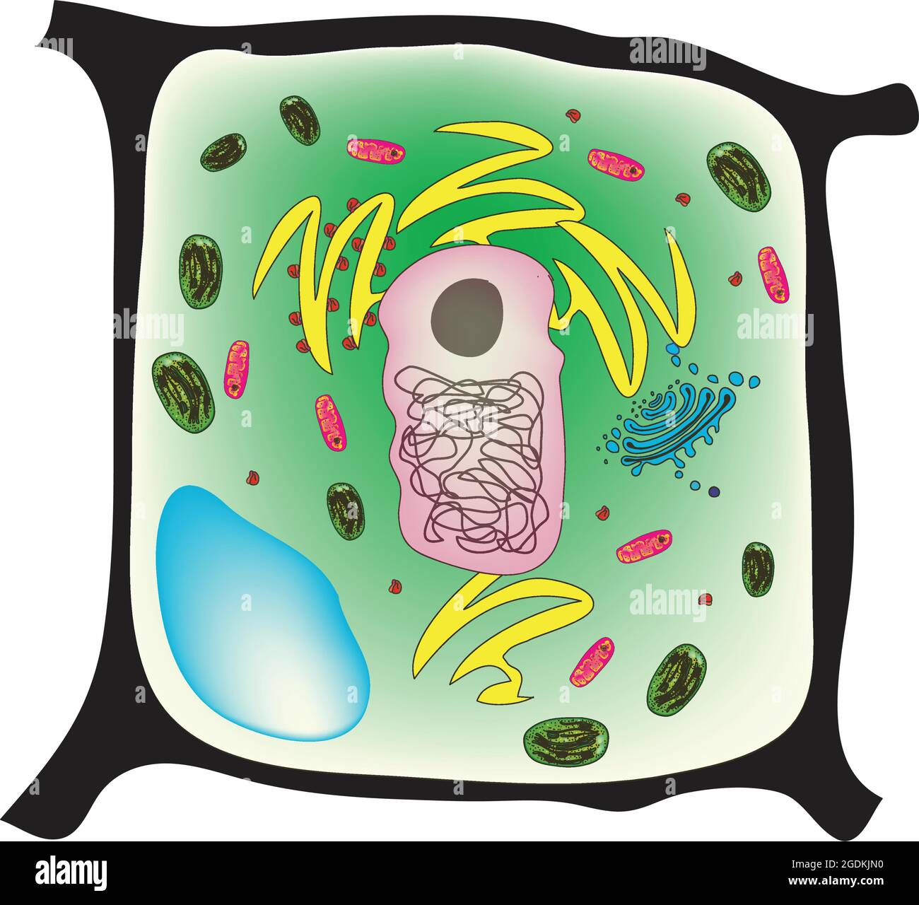 Plant cell, the basic unit of all plants. Plant cells, like animal cells, are eukaryotic, meaning they have a membrane-bound nucleus and organelles. Stock Vector