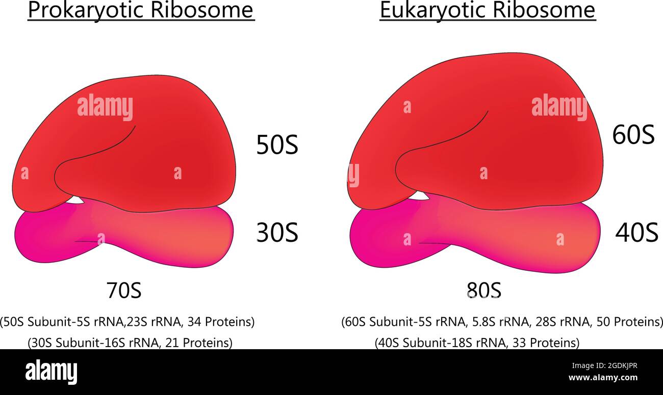 Biological anatomy of 70s ribosome and 80s ribosome, Ribosomal structure with small and large ribosomal subunits, prokaryotic and eukaryotic ribosome Stock Vector
