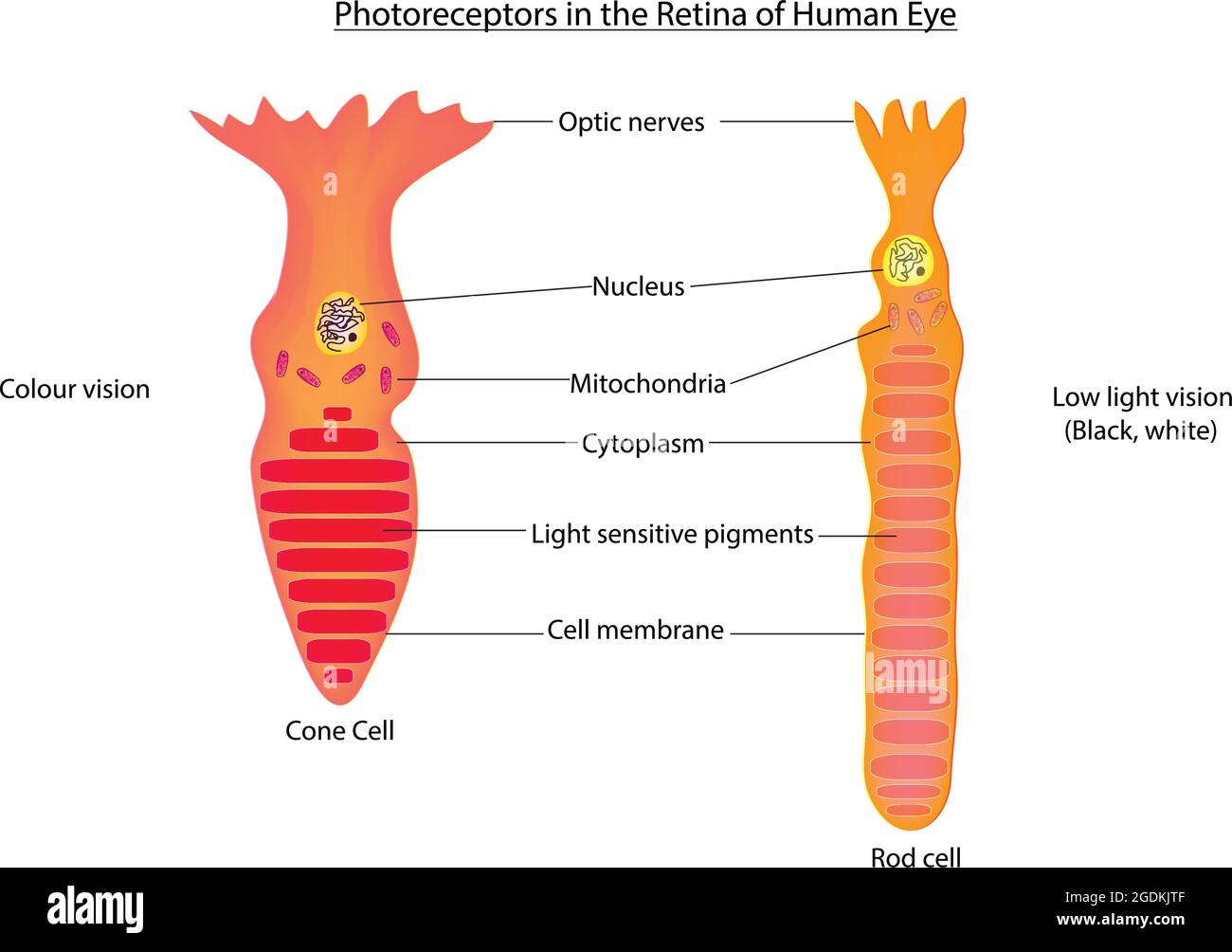 A type of photoreceptor cell - Cone cells, Rod cells, Vision cells in outer edges of the retina, retinal vision cell types in human eye,  photoreceptor Stock Vector
