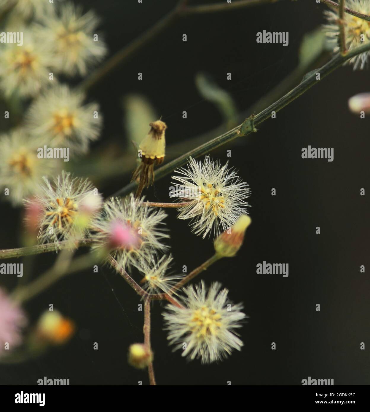 Wild flowers india hi-res stock photography and images - Alamy