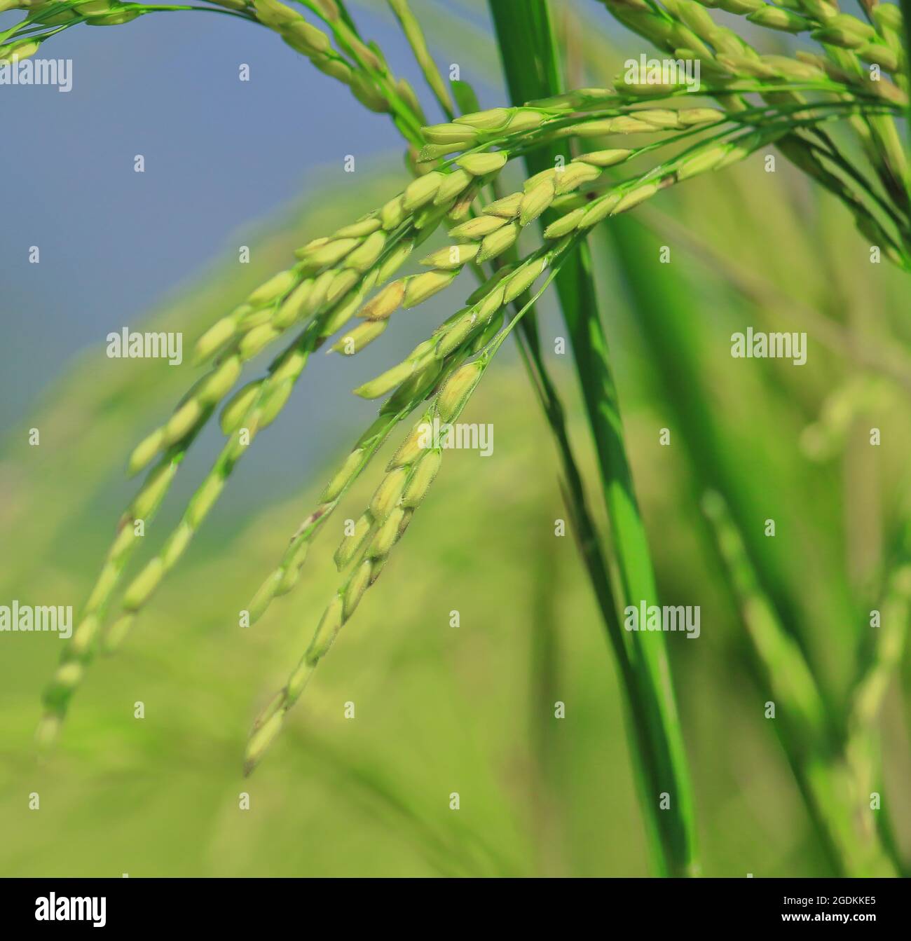 Sheaf of corp hires stock photography and images Alamy