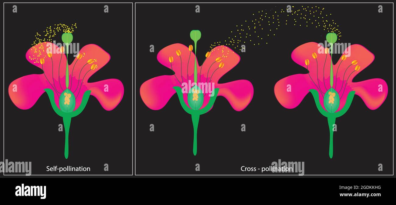 self-polination-stock-vector-images-alamy