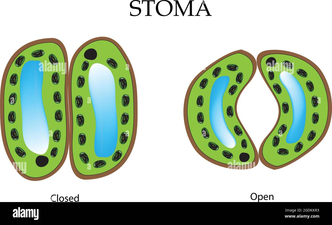 Stoma, Stomate, also called stoma, plural stomata or stomas, any of the microscopic openings or pores in the epidermis of leaves and young stems Stock Vector