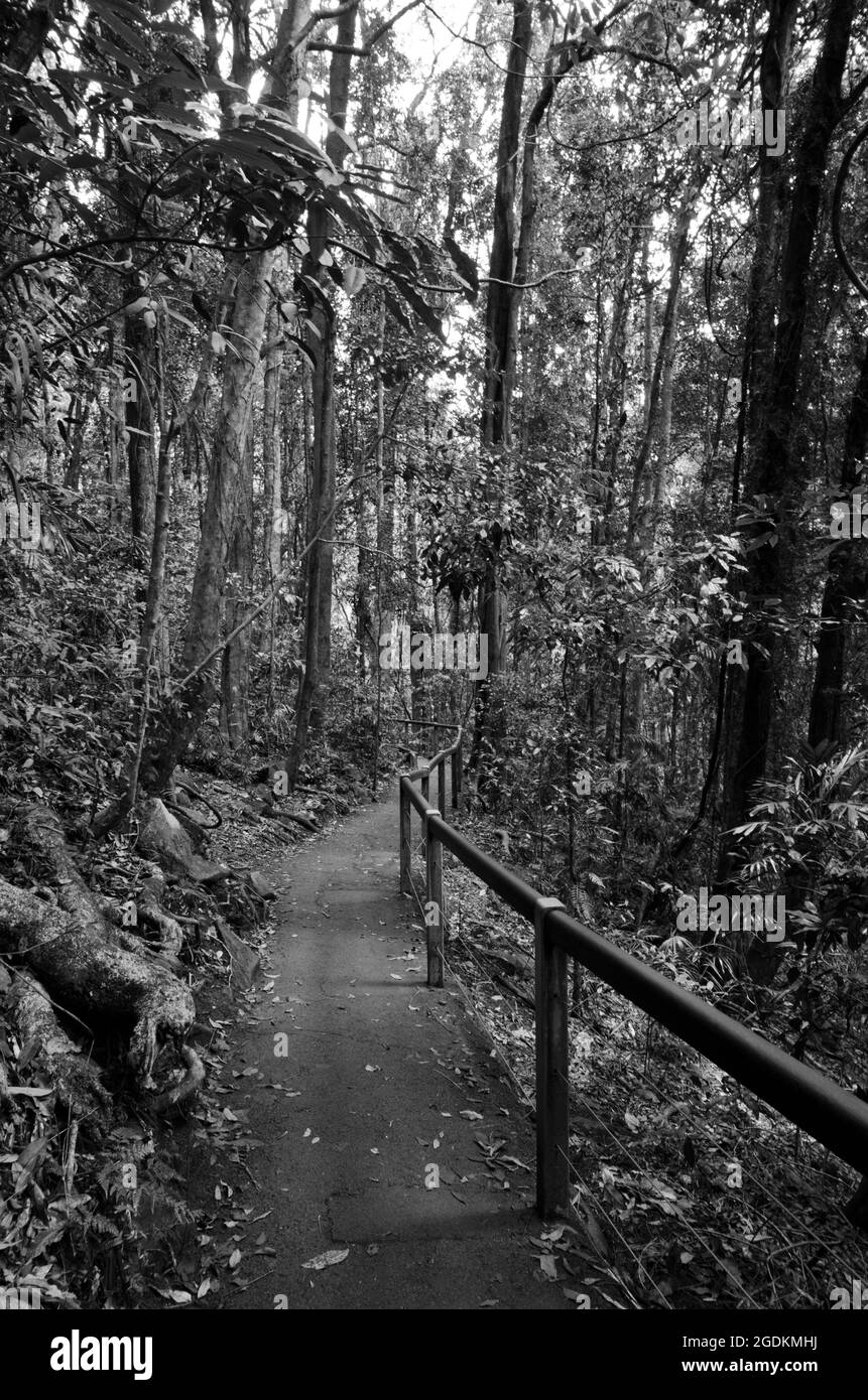 Walking tree Black and White Stock Photos & Images - Alamy