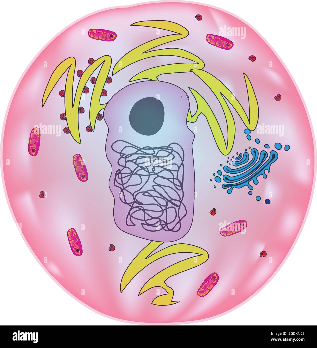 Typical animal cell and plant cell hi-res stock photography and images -  Alamy