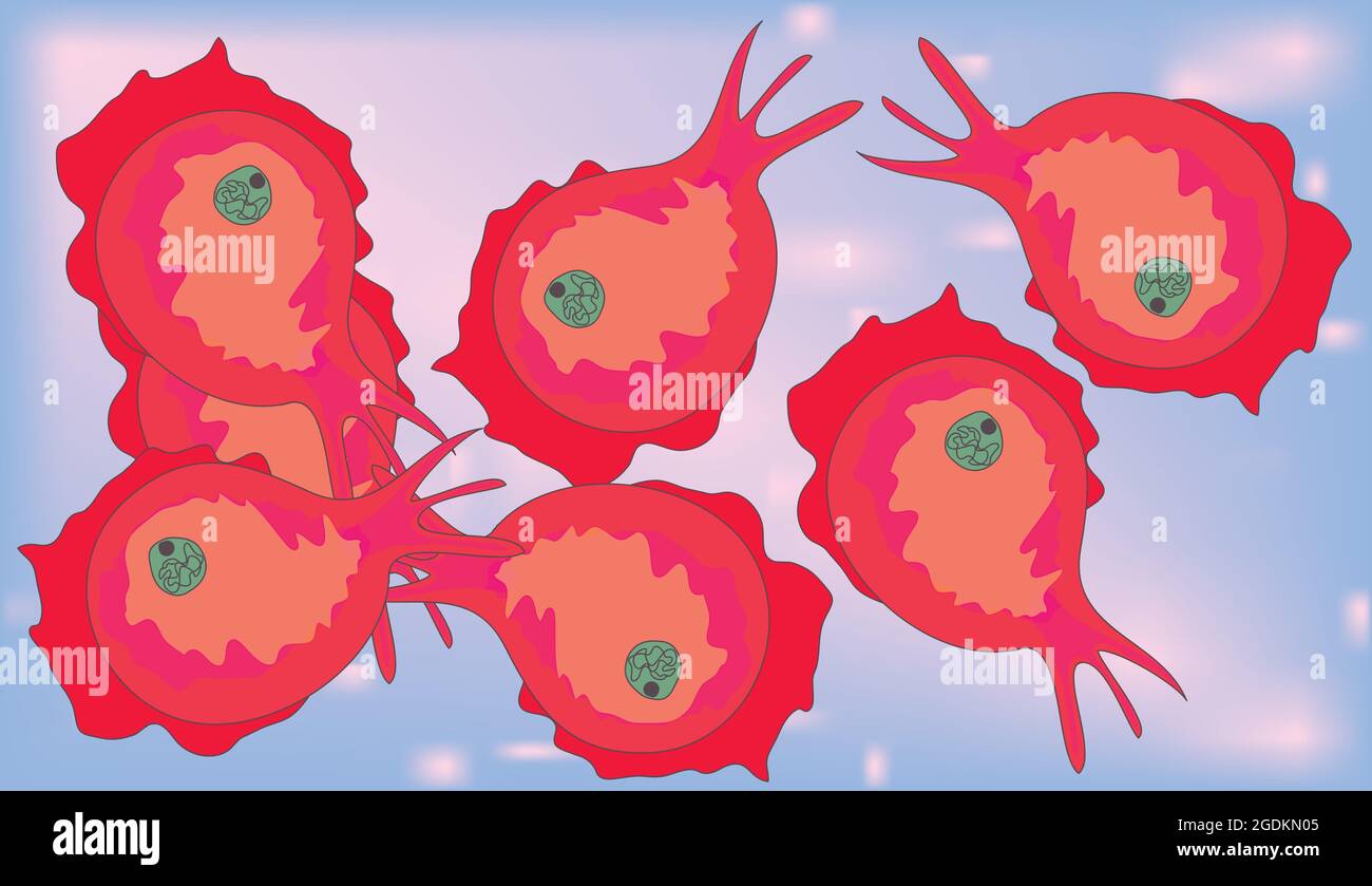 naegleria fowleri brain