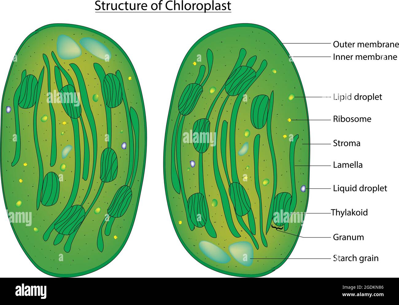 Detailed diagram of chloroplast, chloroplast structure, labeled diagram anatomy of the chloroplast with  thylakoids and other elements Stock Vector