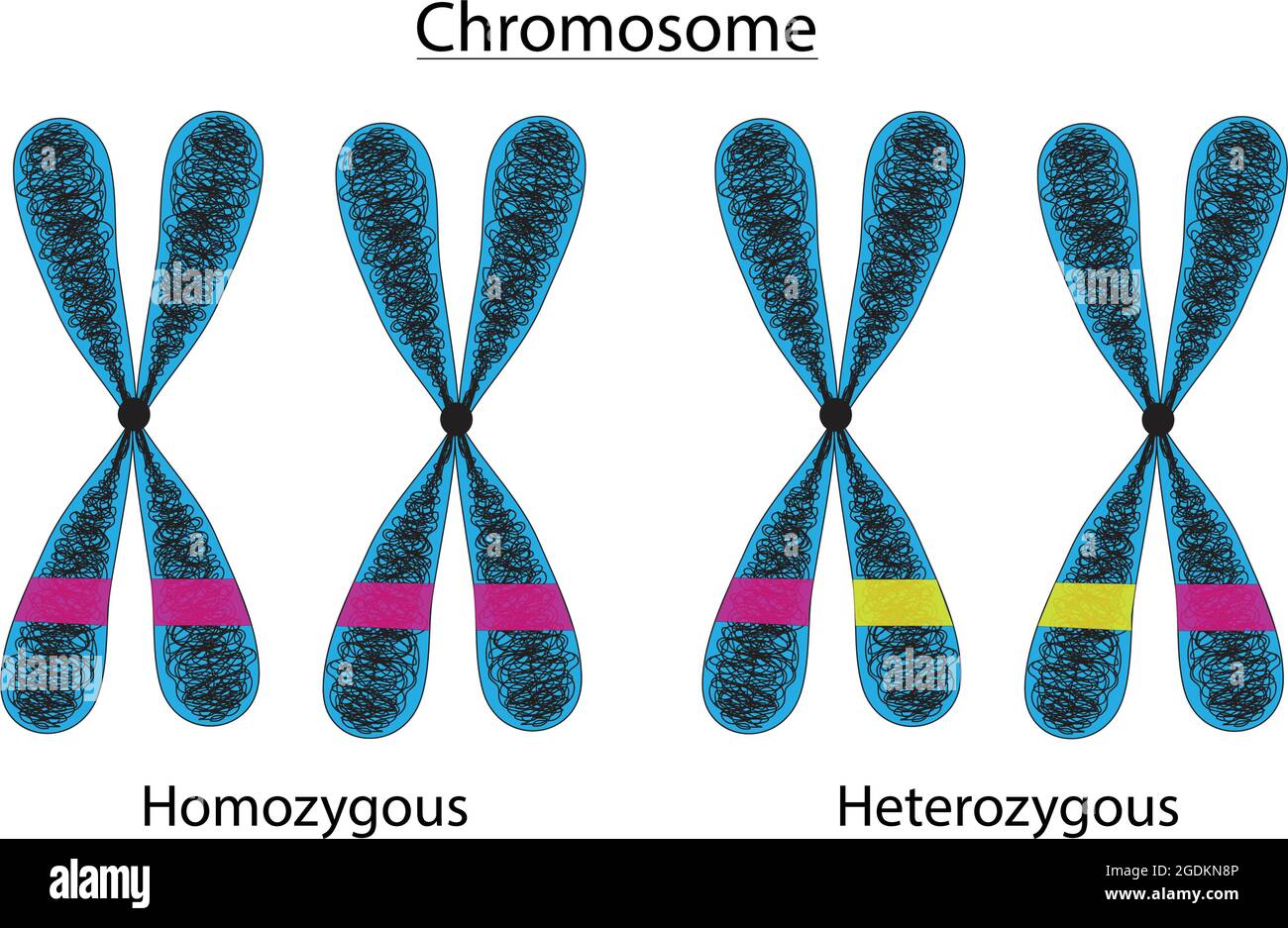 homologous chromosomes and heterologous chromosomes, genes located in the same places and different places in chromosome, homozygous and heterozygous Stock Vector