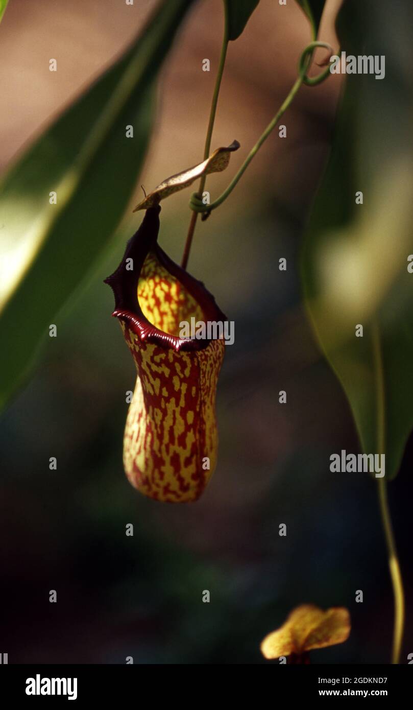 CLOSE-UP OF THE CUP OF A PITCHER PLANT. NEPENTHES (NEPENTHES VENTRICOSA X MAXIMA) PITCHERS HANG FROM TENDRILS. Stock Photo