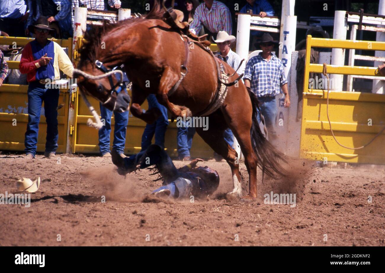 A RODEO RIDER HITS THE GROUND AFTER BEEN THROWN FROM A HORSE AT A RODEO IN NEW SOUTH WALES, AUSTRALIA. Stock Photo