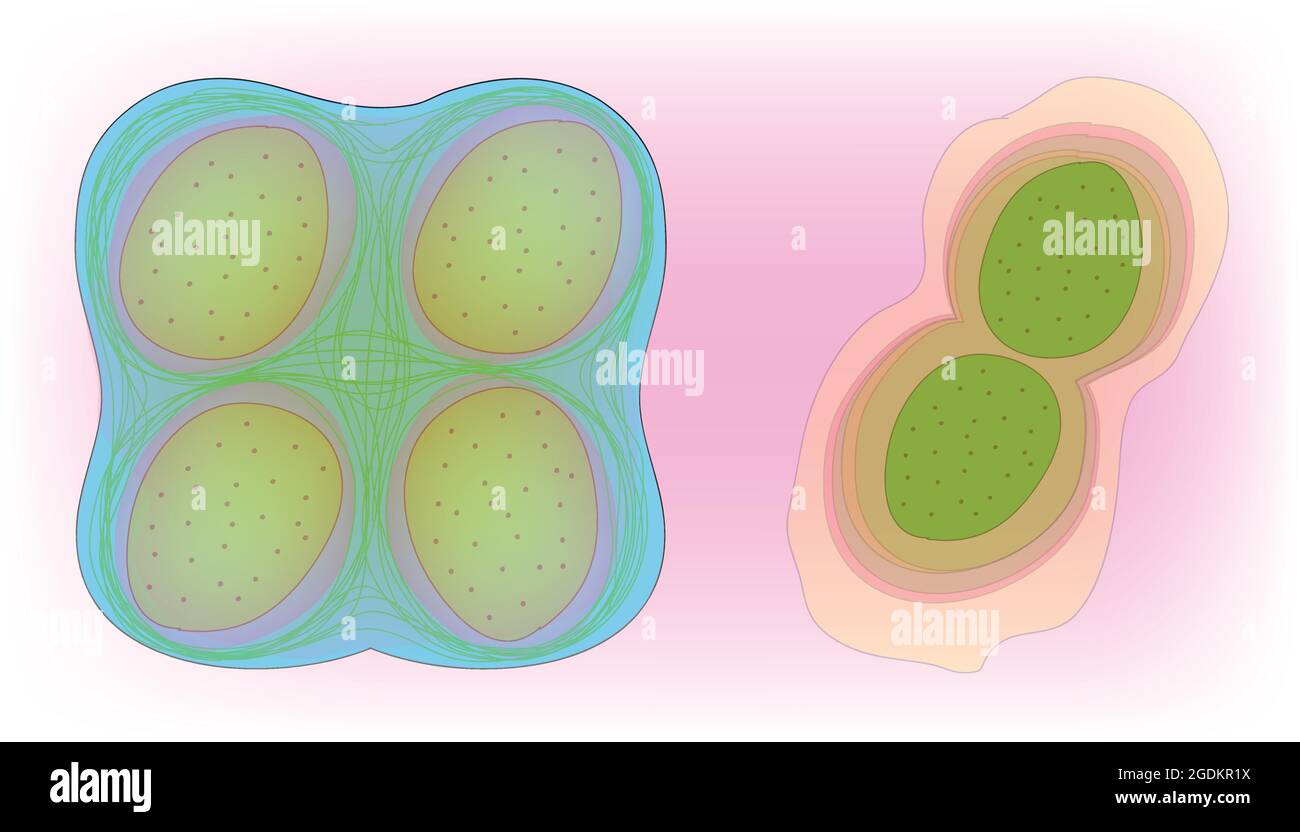 Gelatinous membrane Stock Vector Images Alamy