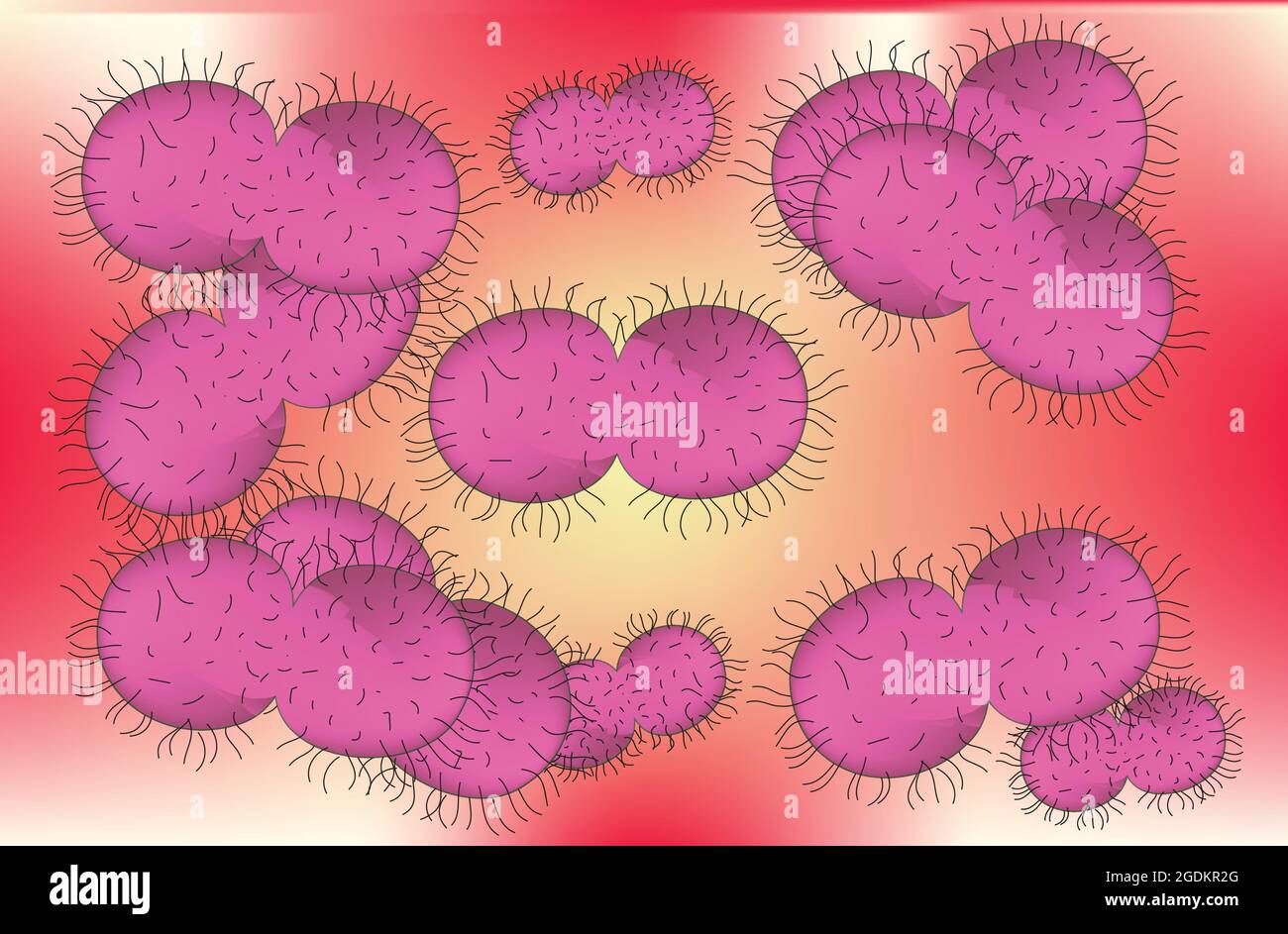 Neisseria gonorrhoeae, gonorrhea, gonorrhea bacteria, gonococcus, anatomy of gonococcus, gonococcus structure Stock Vector