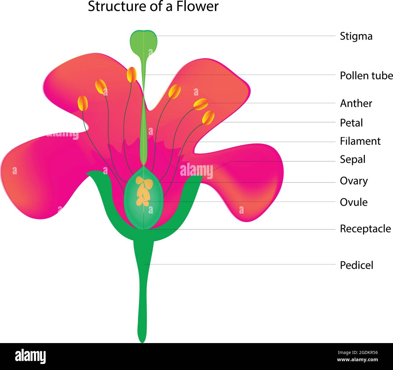 Biological anatomy of a flower, structure of a flower, parts of a flower, anthophyta structure Stock Vector