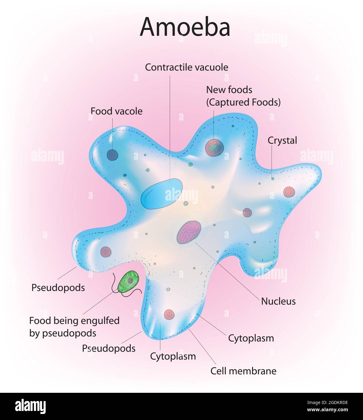 Amoeba - Labeled anatony of amoeba proteus, Detailed vector illustration of amoeba cell, Amoeba with pseudopod Stock Vector