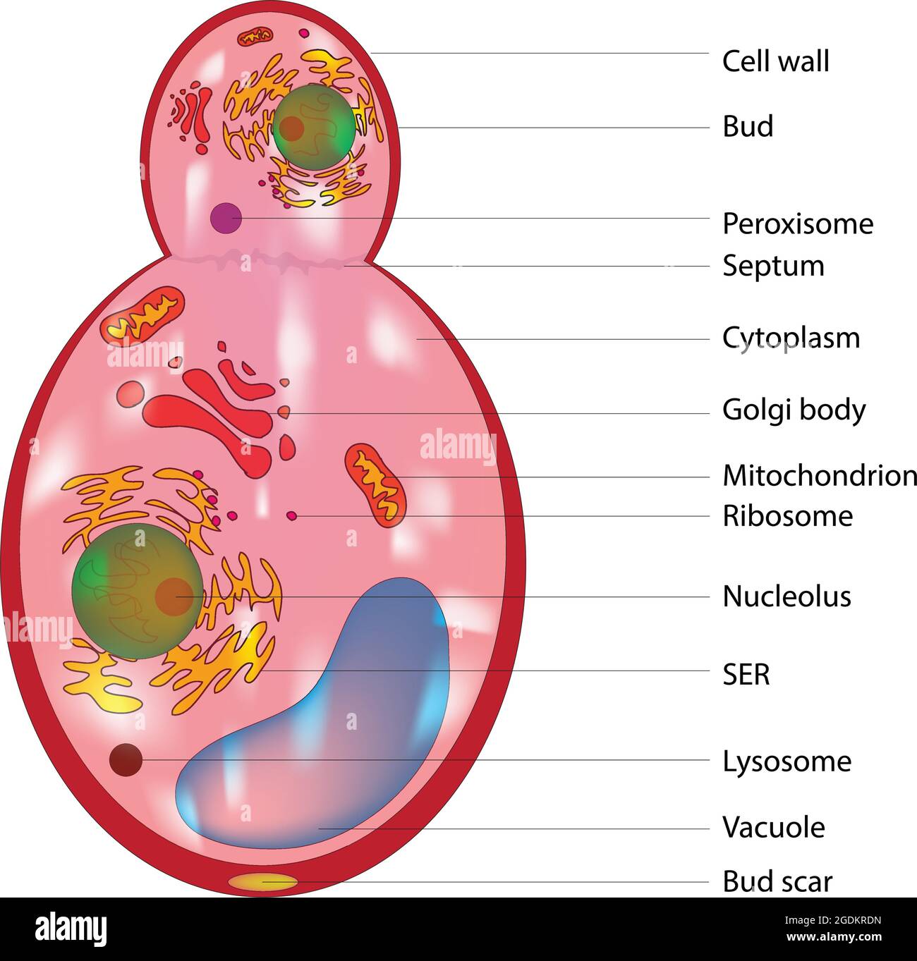 fungal cell vs animal cell