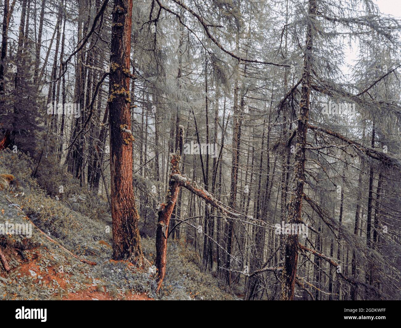 Dense lush alpine forests in Switzerland. The pine trees, rocks, moss and grass cover the forest floor in a perfect wilderness nature scene. Stock Photo