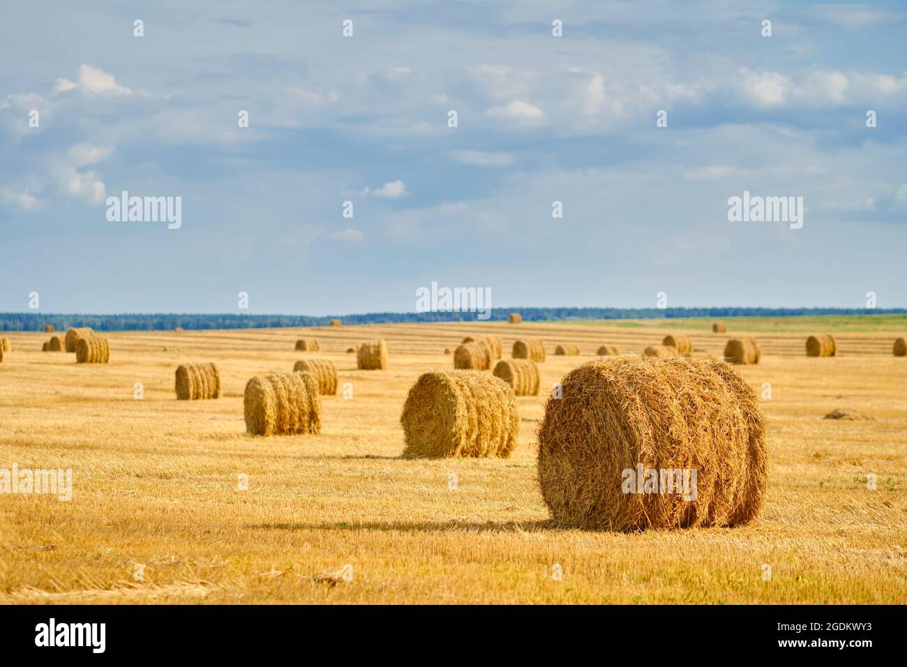 Ricks on the field Stock Photo