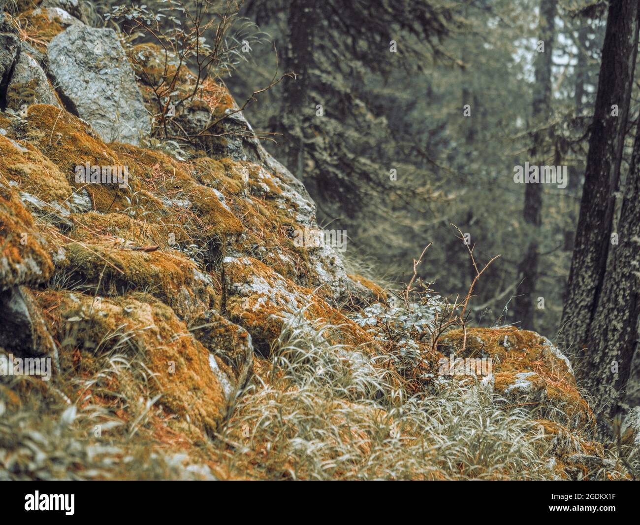 Dense lush alpine forests in Switzerland. The pine trees, rocks, moss ...