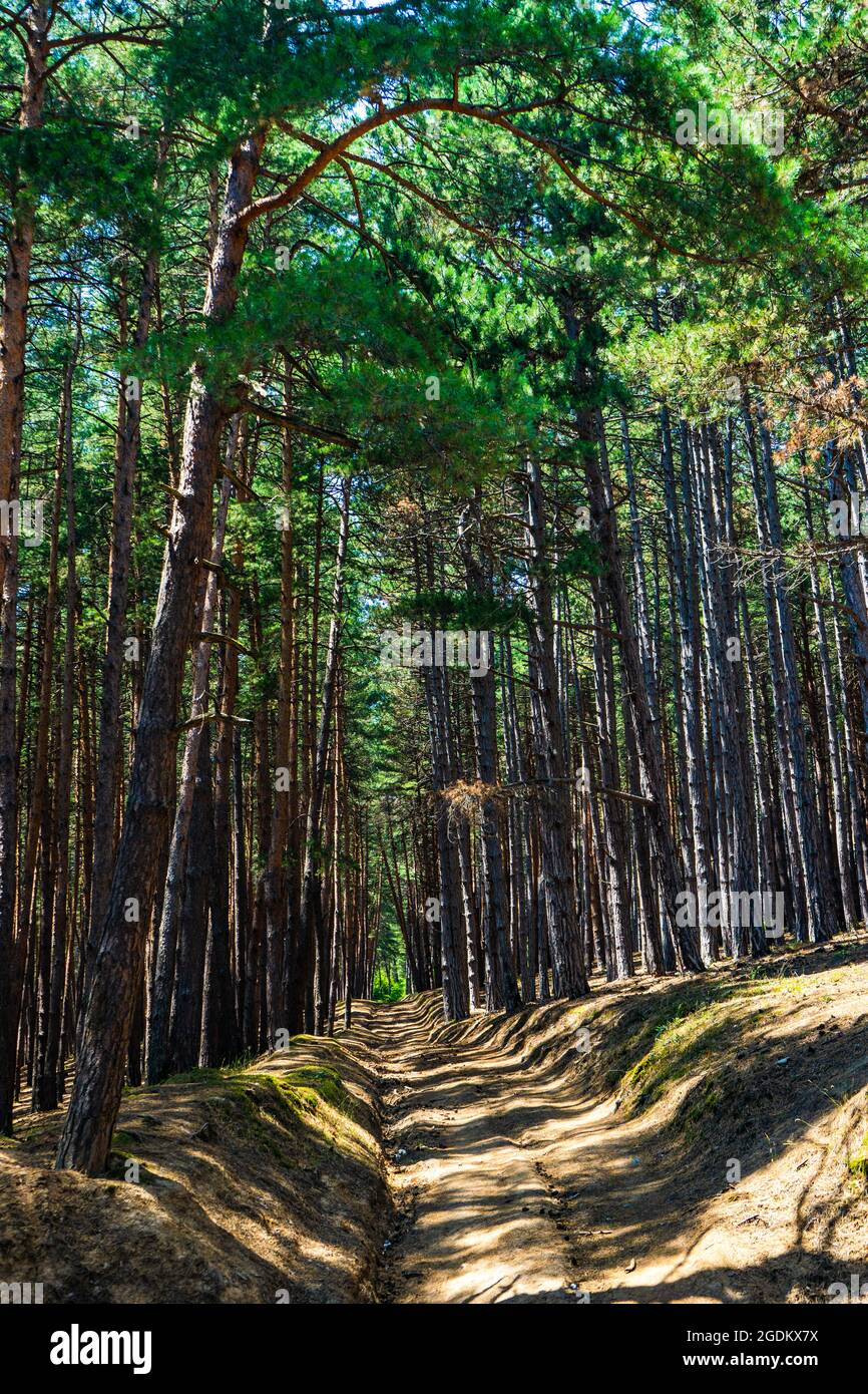 Natural pine forest in summer day as a woodland background Stock Photo ...