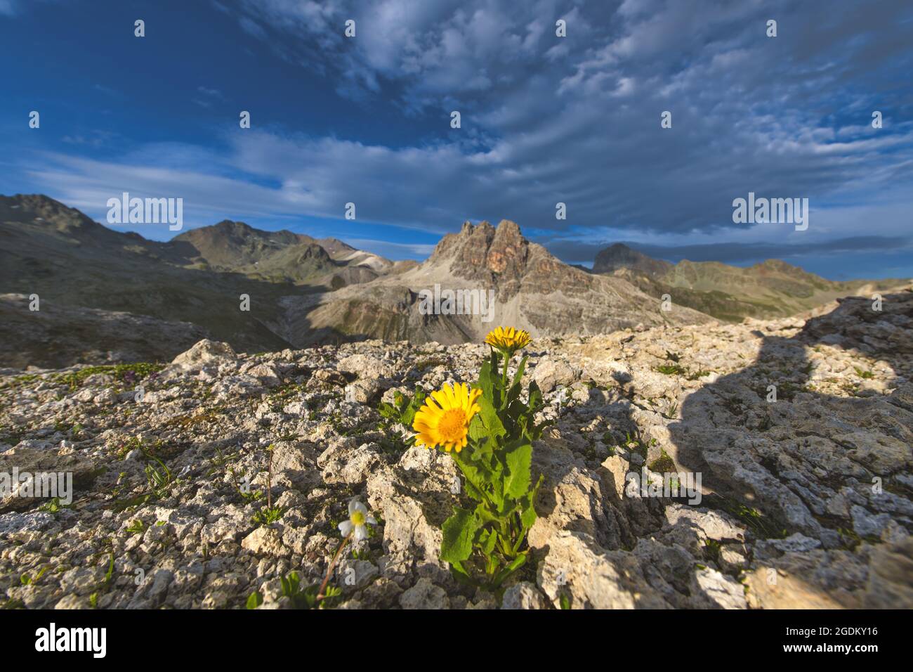 Flowers sprouting among the mountain rocks at high altitude Stock Photo