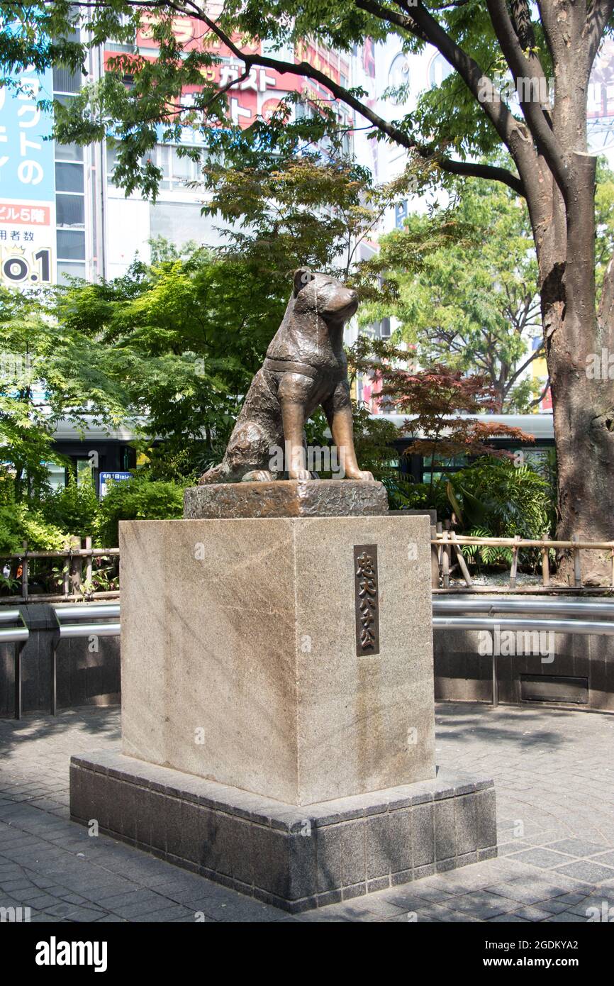Tokyo, Japan April 29, 2017 Hachiko dog statue in front of Shibuya station, Tokyo. This is