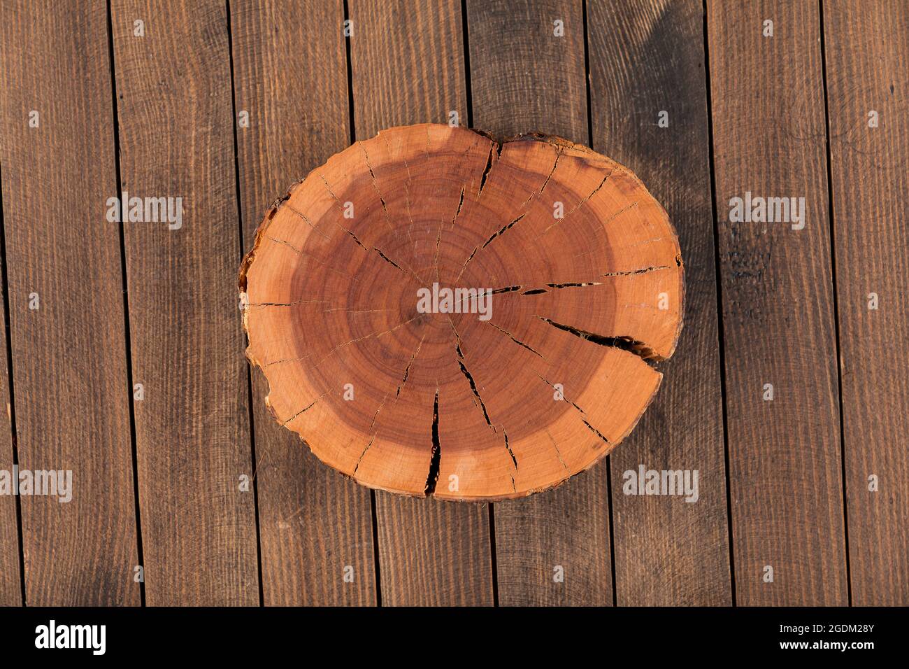 Top view natural decorative pine round wood slice Stock Photo