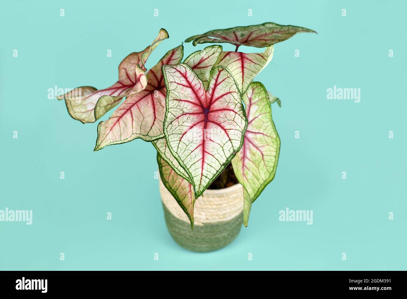 Exotic 'Caladium White Queen' plant with white leaves and pink veins in basket pot on blue background Stock Photo