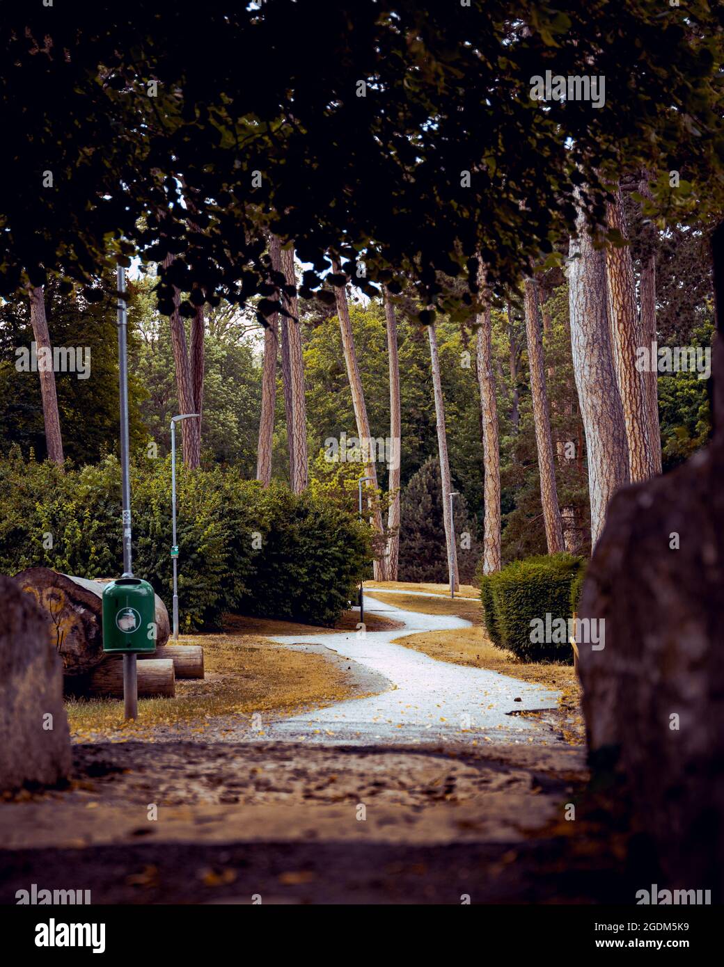 Pathway through a glorious park with tall trees Stock Photo - Alamy