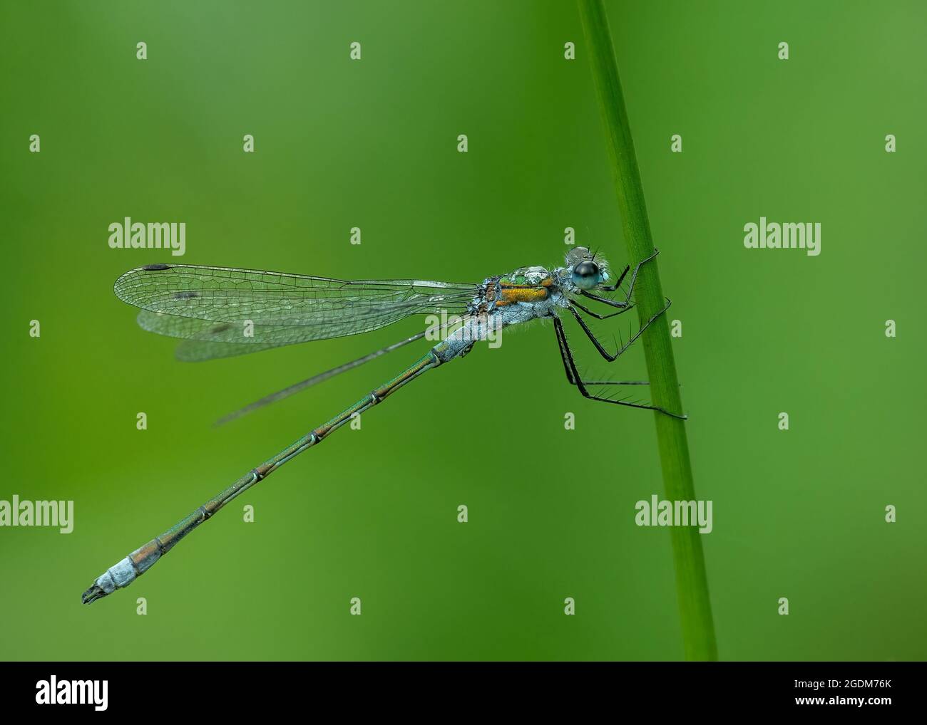 Emerald damselfly (Lestes sponsa), male resting on stem of a rush ...