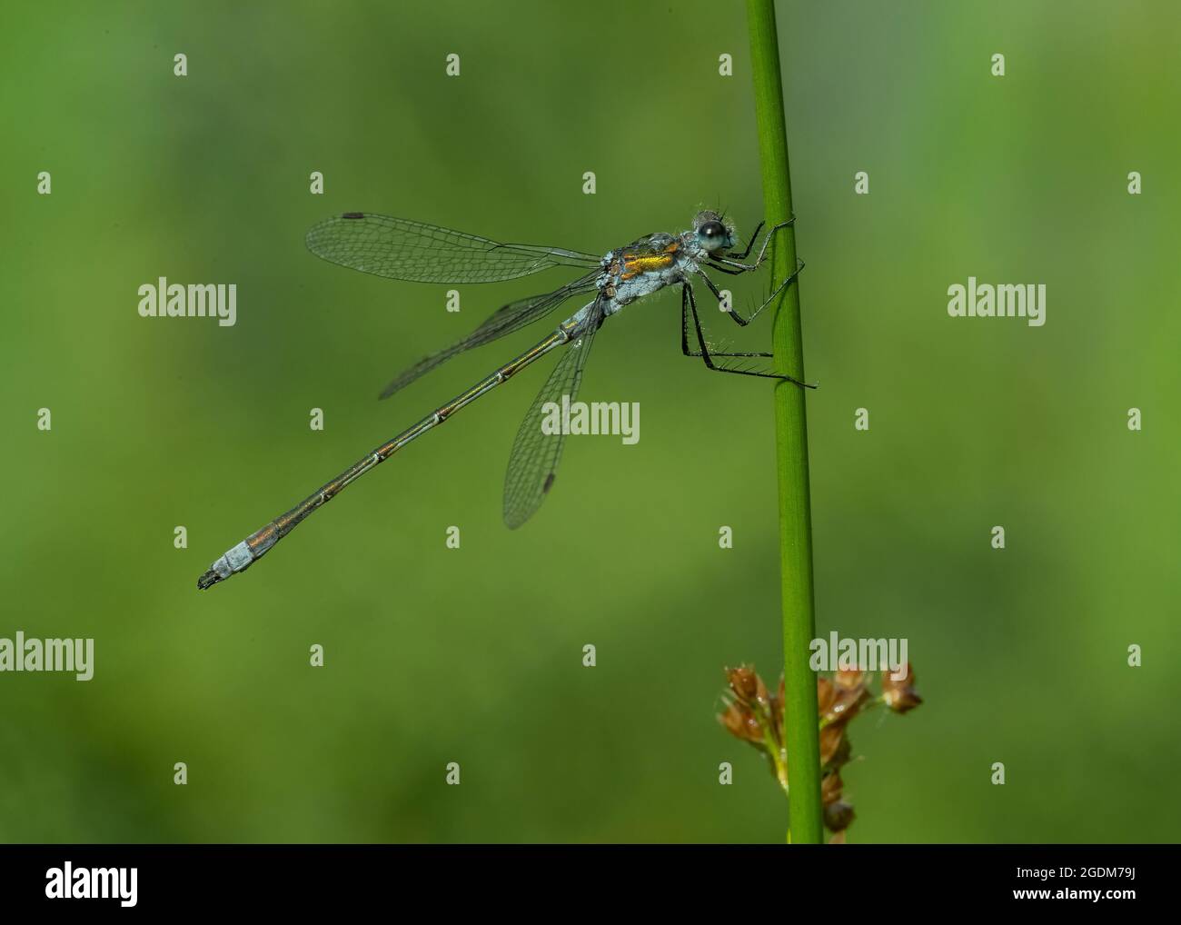 Emerald damselfly (Lestes sponsa), male resting on stem of a rush ...