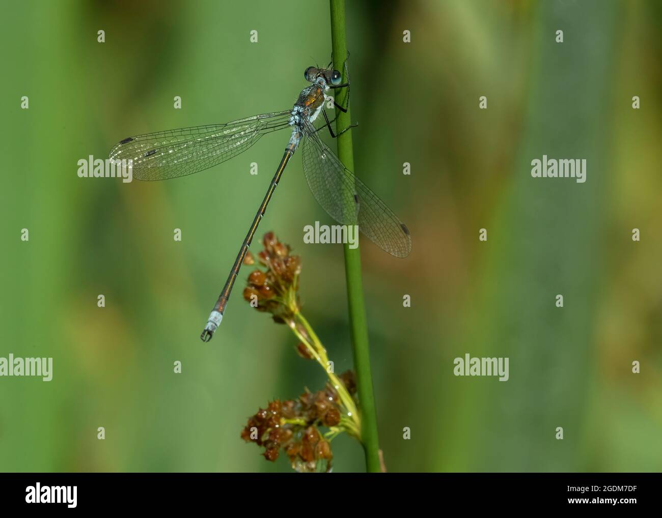 Emerald damselfly (Lestes sponsa), male resting on stem of a rush ...