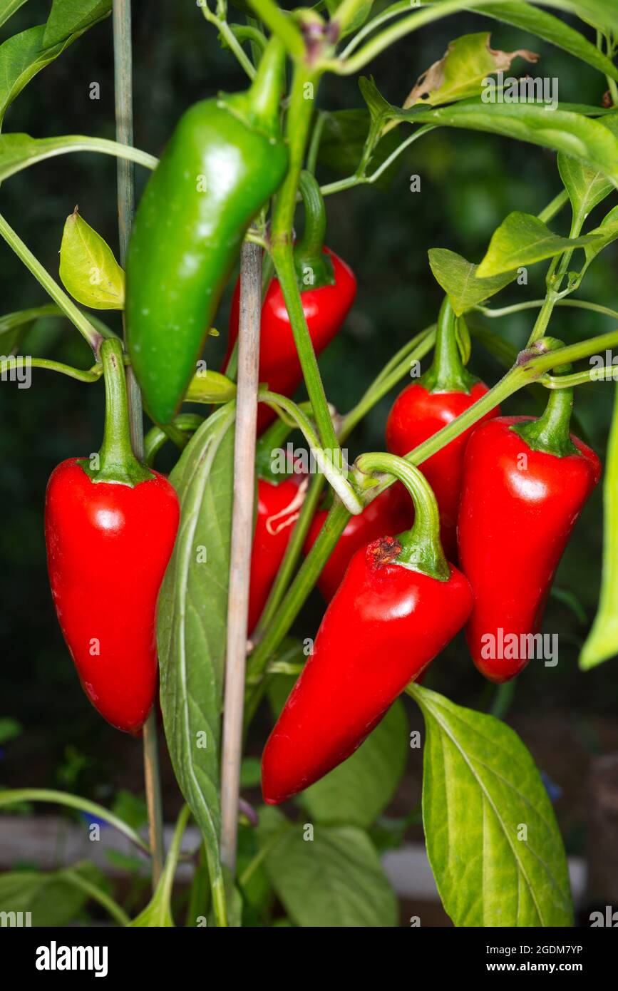 Homegrown red peppers Stock Photo