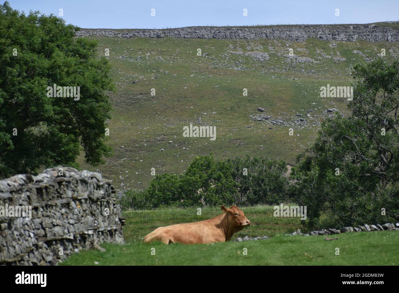 Yorkshire Dales countryside scene Stock Photo