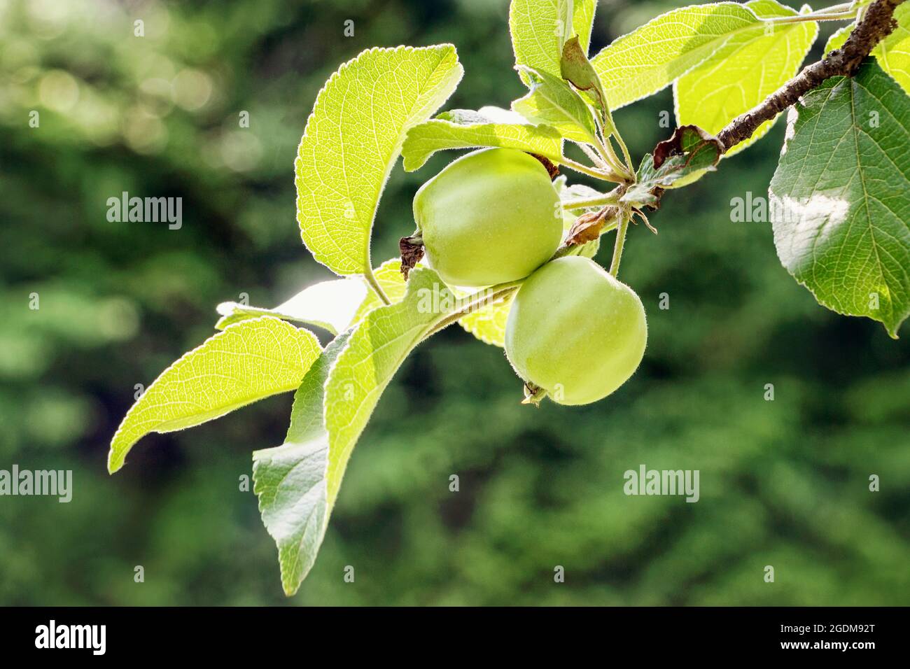 organic green granny smith apple growing on branch at summer Stock