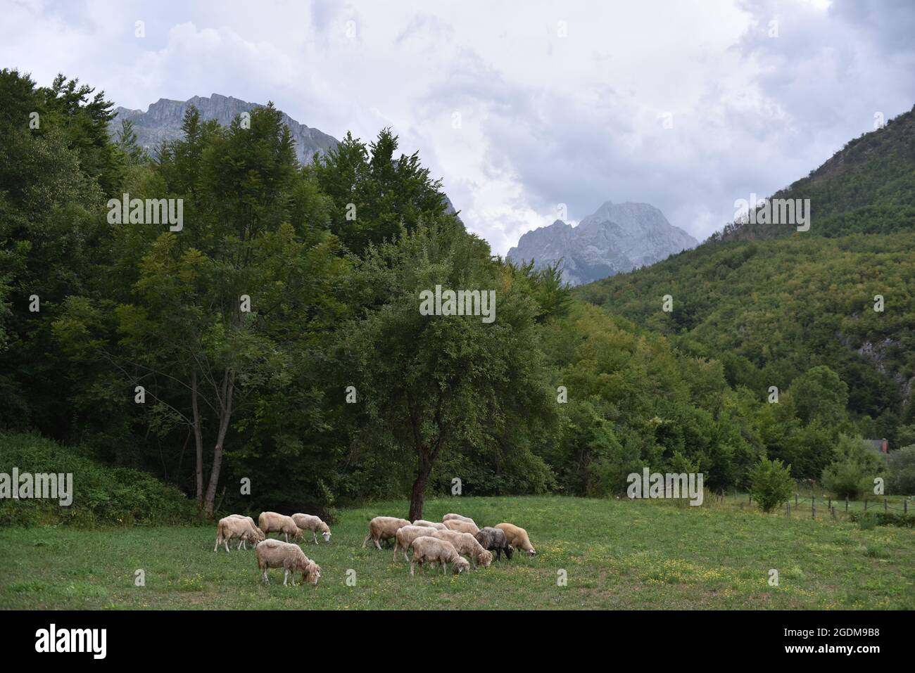 Flock of sheep grazing in a hill at sunset Stock Photo - Alamy