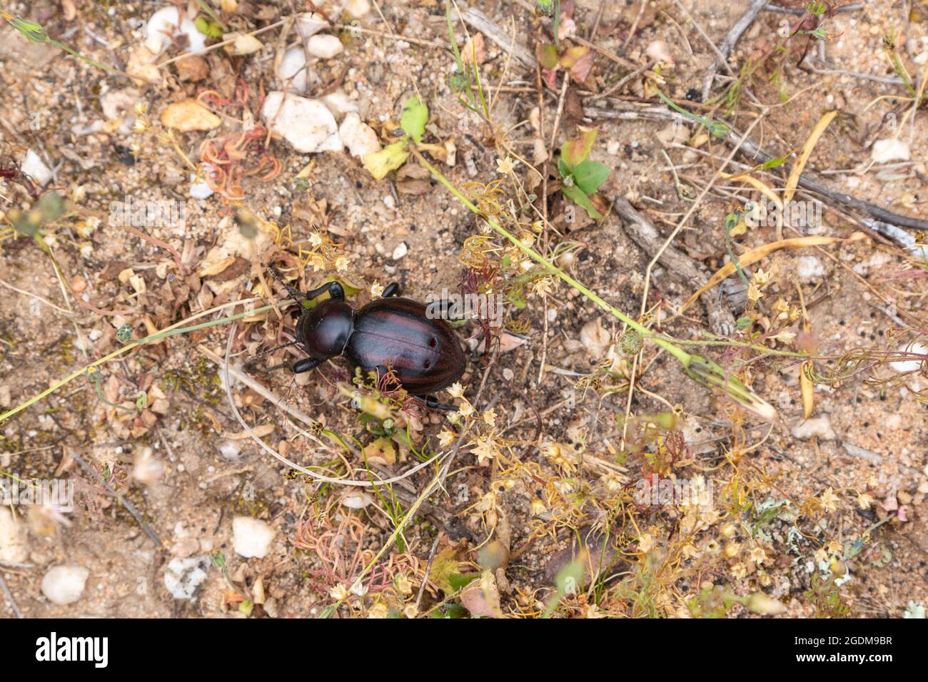 Dung Beetle close to Tulbagh, Western Cape, South Africa Stock Photo