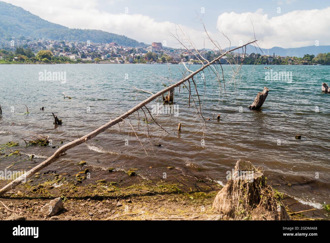 Coast of Atitlan lake, Guatemala. Rising levels of this lake causing submersion of trees. Santiago Atitlan village visible. Stock Photo